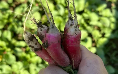 Hit the Saturday Farmers Market Uptown, stock up for the 4th