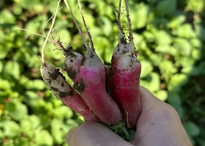 Hit the Saturday Farmers Market Uptown, stock up for the 4th