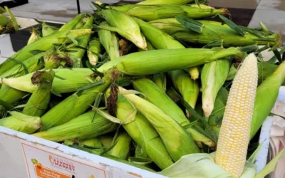 Get your Ohio sweet corn and blueberries at the Market July 6