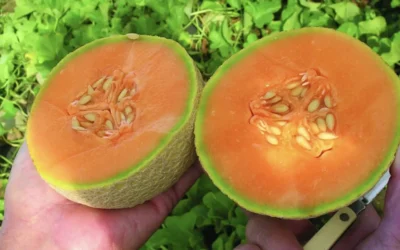 Keep the back-in-school kiddos eating well; Shop the Westerville Farmers Market