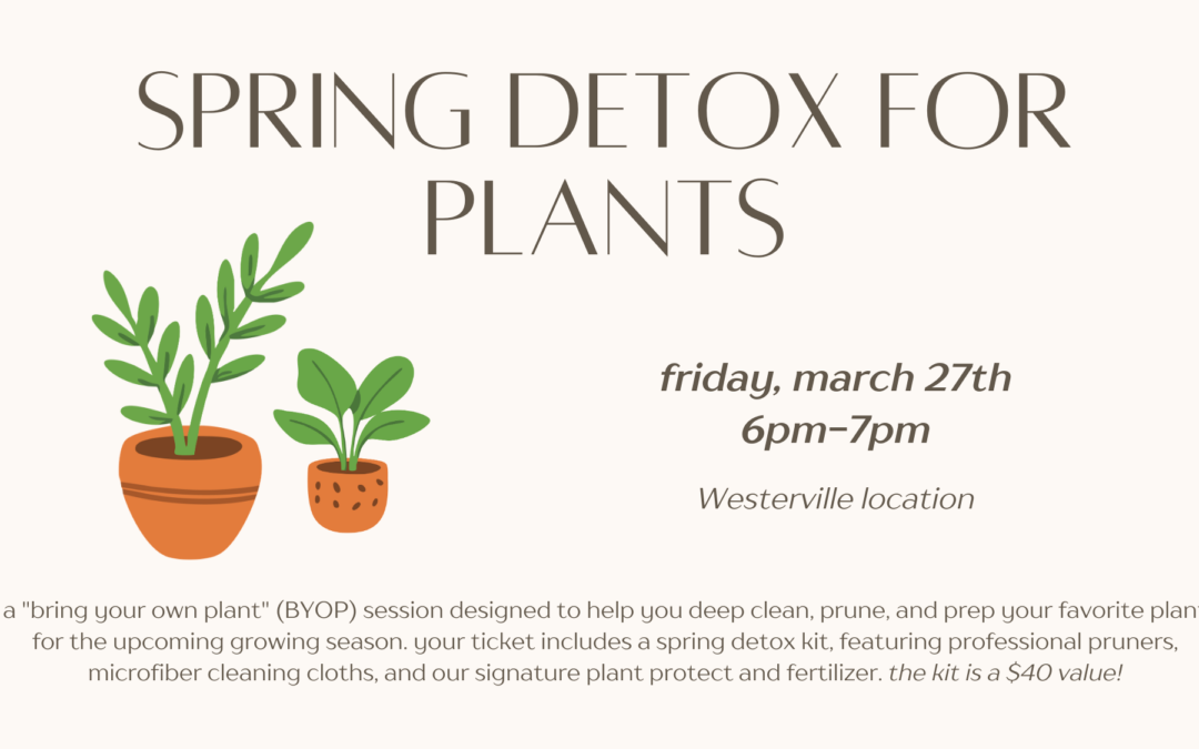 Spring Detox for Your Plants